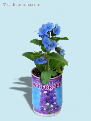 Plante en canette à fleurs bleues : pense à moi