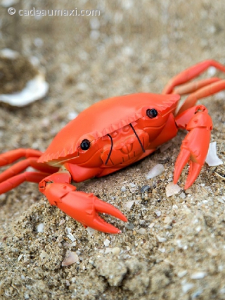 Crabe plastique radiocommandé